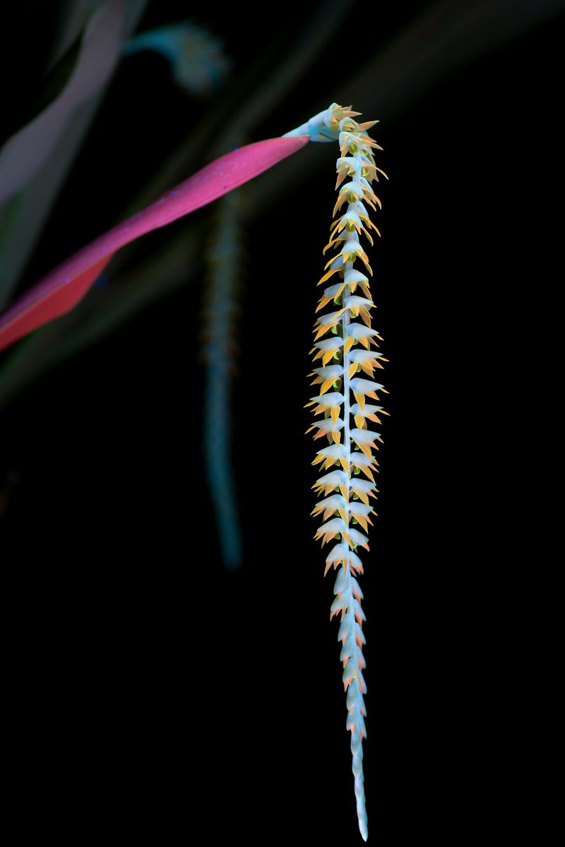 Dendrochilum magnum, a really cool orchid with hundreds of spiced-beeswax scented flowers. Photographed in UVIVF the bracts take on an ethereal glow and translucency.

cpburrows.com

#dendrochilum #orchids #exoticplants #photo #photography #neon #fantastic