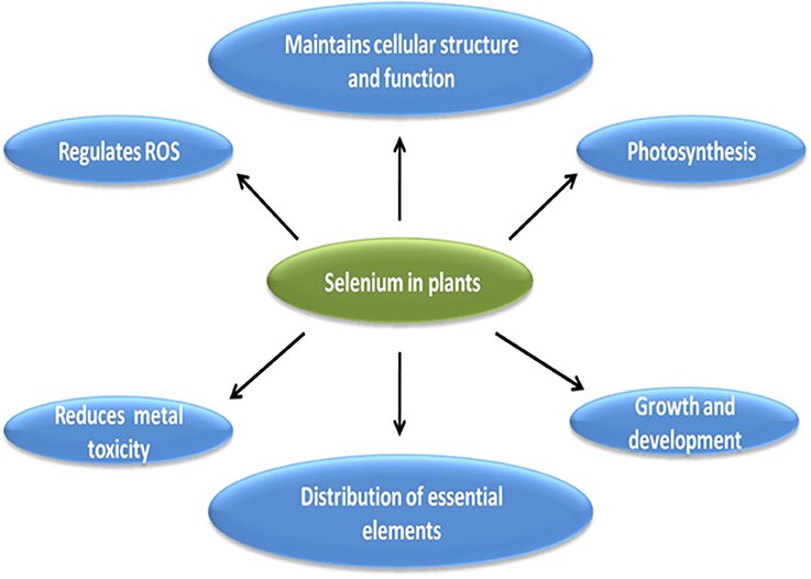 supramolecular