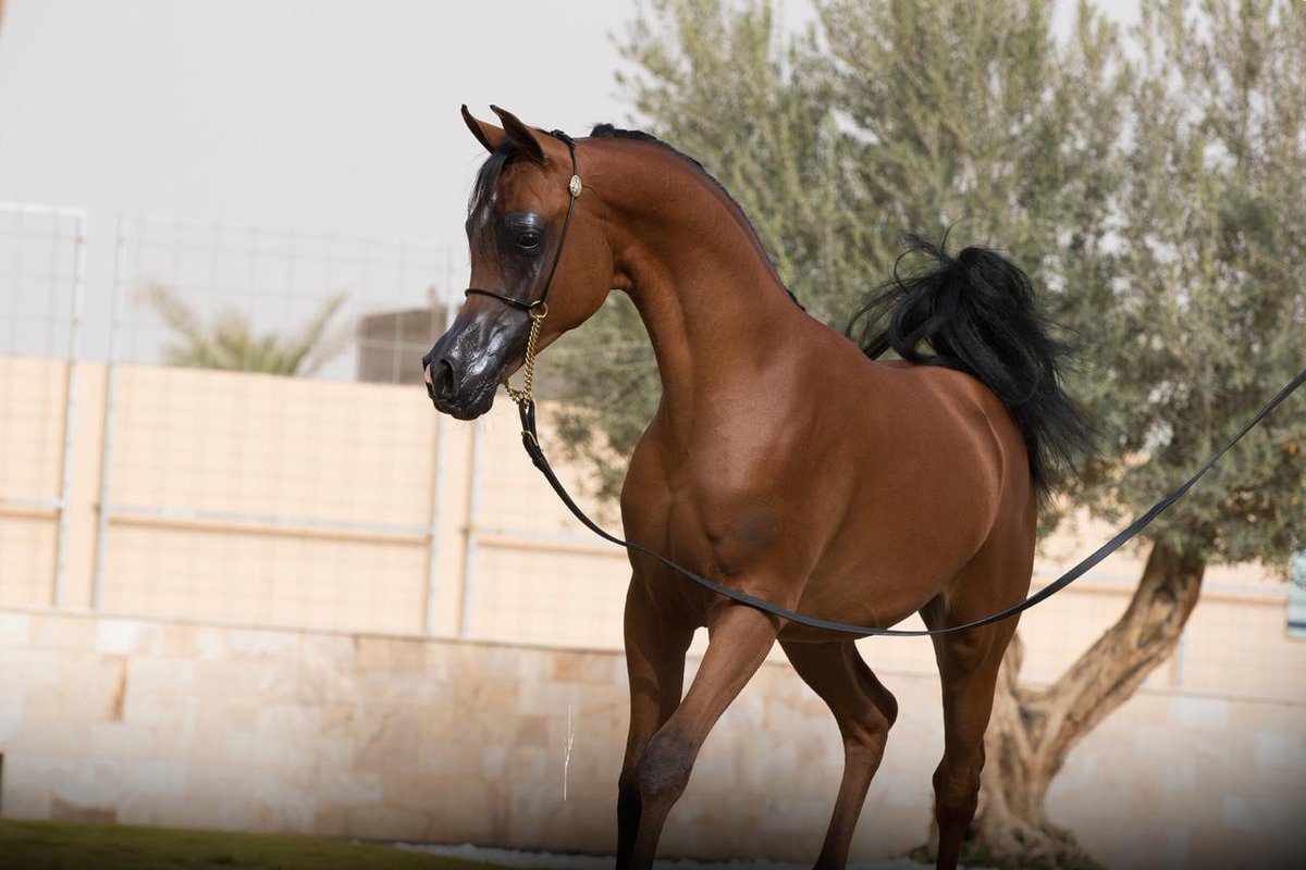 AlSayedStud's tweet photo. #دوسر_السيد
منافس الأمهار عمر السنة في #بطولة_دبي_الدولية_لجمال_الجواد_العربي ٢٠١٩
إنتاج وملك #مربط_السيد
______________________
#DOSAR_ALSAYED
Yearling Colt Contender at Dubai Arabian Horse Championship #DIAHC 2019 with Mr. Arthur Nascimento.
Bred &amp; owned by #ALSAYEDSTUD https://t.co/FV5Ks7vGPc