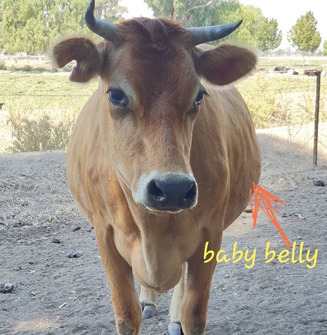 mike_n_sarah's tweet photo. Check out the growing baby belly! .
.
#pregnant #heifer #firstcalf #jersey #dairycow #petsnotfood #housecow #goldie #microdairy #farmlife #farmher #womenwhofarm #farmerswife #oilylife #farmerswifeoilylife #OilySarah #essentialremedies #doterra #ourfarmho… https://t.co/rU4wsI4G9h https://t.co/qwscPQpYcG