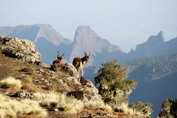 ethiodanakiltou's tweet photo. Our tour package includes all the Simien mountain camping locations, big mount cliffs, the experience of culture of the small settlements and the city tour to the impressive castle of Gonder city. For more details visit our website at https://t.co/lHMacY7bKu https://t.co/Tk6P0iiKba
