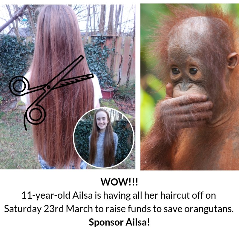 Orangutan Foundation on Twitter: 