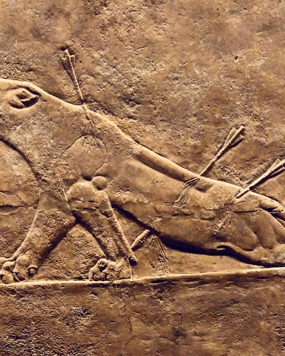 RebecaArranz9's tweet photo. Reliefs of the Nineveh Palace of King Asurbanipal III (669 / 668-630 / 627 BC), British Museum, London. #londonmonuments #art #arte #lamassu #AshurnasirpalII #likeancients #messopotamia #mesopotamianart #nineveh #arqueologia #archaeology #ancienthistory #layard #britishmuseum https://t.co/CVnuHxwDj7