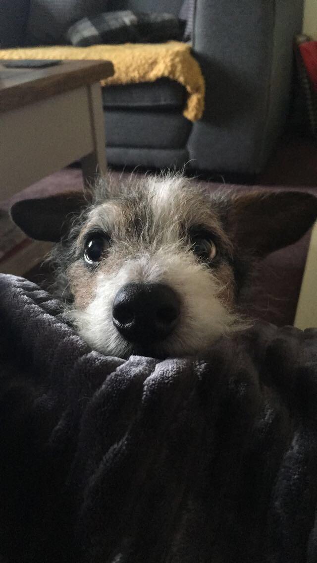 ilovepet7's tweet photo. Can I have food now?please?
#Dog #dogs #puppy #love #cute #pet #doglover #pets #puppies #ilovedog #puppylove #animal #doglovers #doggy #dogbreads #dogsoftwitter #funnydog #doglife #dogstagram #petlovers https://t.co/tKlD7cOSTr