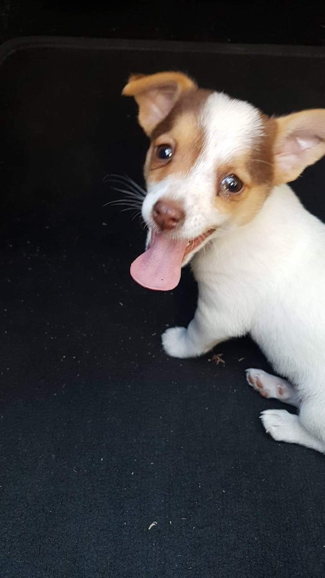 ilovepet7's tweet photo. Adopted this little cutie yesterday
#Dog #dogs #puppy #love #cute #pet #doglover #pets #puppies #ilovedog #puppylove #animal #doglovers #doggy #dogbreads #mydogs #funnydog #doglife #dogsoftwitter #dogstagram #petlovers https://t.co/uwmBv8xarR