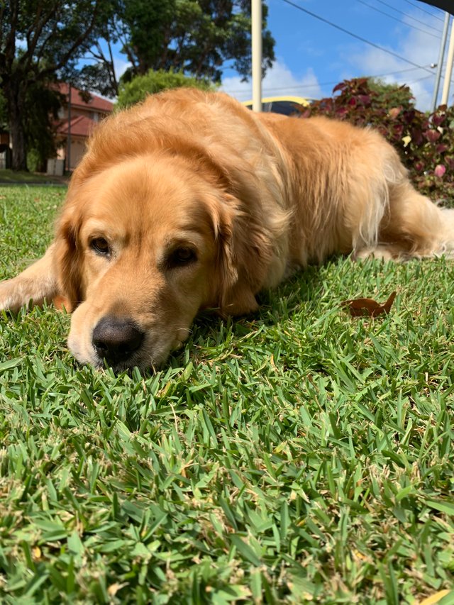 ilovepet7's tweet photo. My lazy boy!
#Dog #dogs #puppy #love #cute #pet #doglover #pets #puppies #ilovedog #puppylove #animal #doglovers #doggy #dogbreads #mydogs #funnydog #doglife #dogsoftwitter #dogstagram #petlovers https://t.co/H1DdxZRj1v