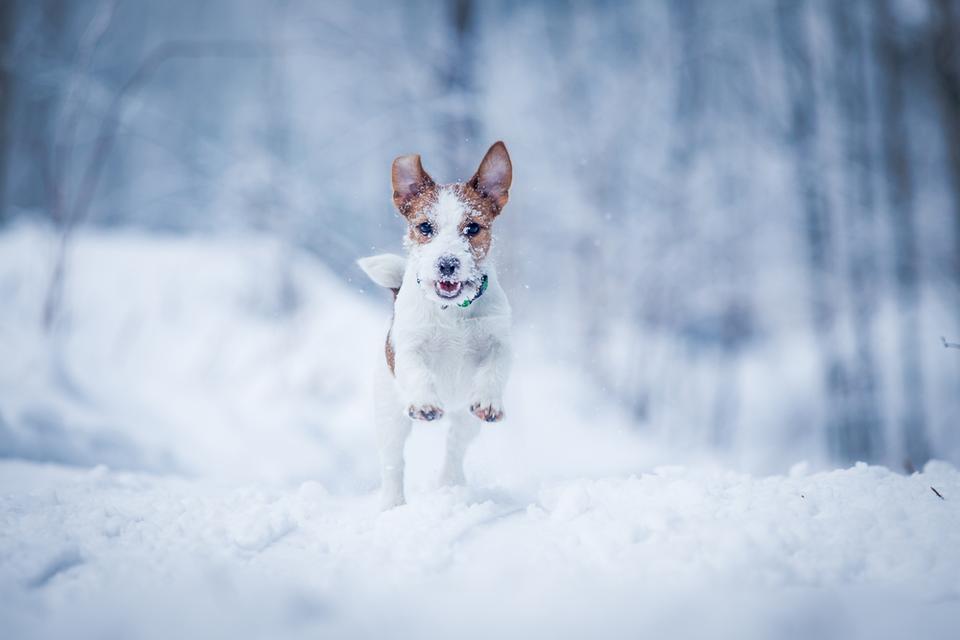 ilovepet7's tweet photo. Jack Russell Terrier on nature in winter...
#Dog #dogs #puppy #love #cute #pet #doglover #pets #puppies #ilovedog #puppylove #animals #AnimalsLovers #doglovers #doggy #dogbreads #dogsoftwitter #funnydog #doglife #dogsofinstagram #DogsofTwittter #petlovers https://t.co/89keN6RNSW