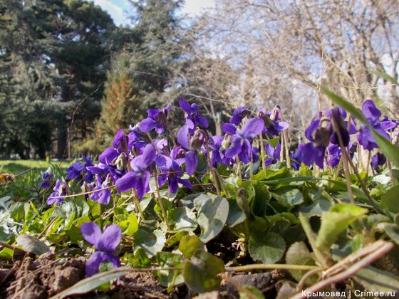 crimee_ru's tweet photo. Что сейчас цветет на Южном берегу #Крыма? Spring in #Crimea. Printemps en #Crimée. Подробнее/more:
https://t.co/wWCOkbHTNH https://t.co/DP6pNucdo3