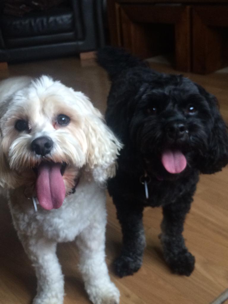 SusanDigs4Dogs's tweet photo. Buzz &amp; Henry #doggieholidays#digsfordogsbury. https://t.co/g6BWXtmdwY