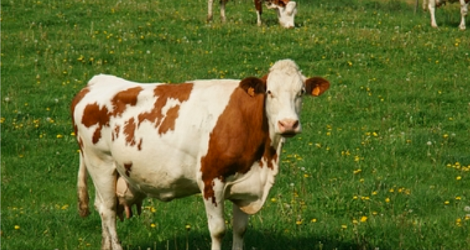 deveniragri's tweet photo. Vous êtes "quelqu’un qui va de l’avant, qui a du mordant" ? Rejoignez ce GAEC situé dans l'Ain composé de 2 associés gérant un élevage de bovins lait. Contactez la Chambre d'agriculture de l'Ain, ou Valérie BALLAND au 04 74 45 56 68. Pour en savoir plus 👉 https://t.co/CuhV7wmFY6 https://t.co/rc7rH1ewN6