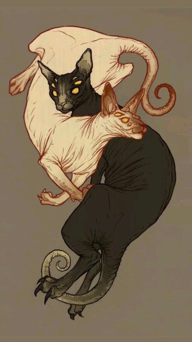 Кот сфинкс референс
