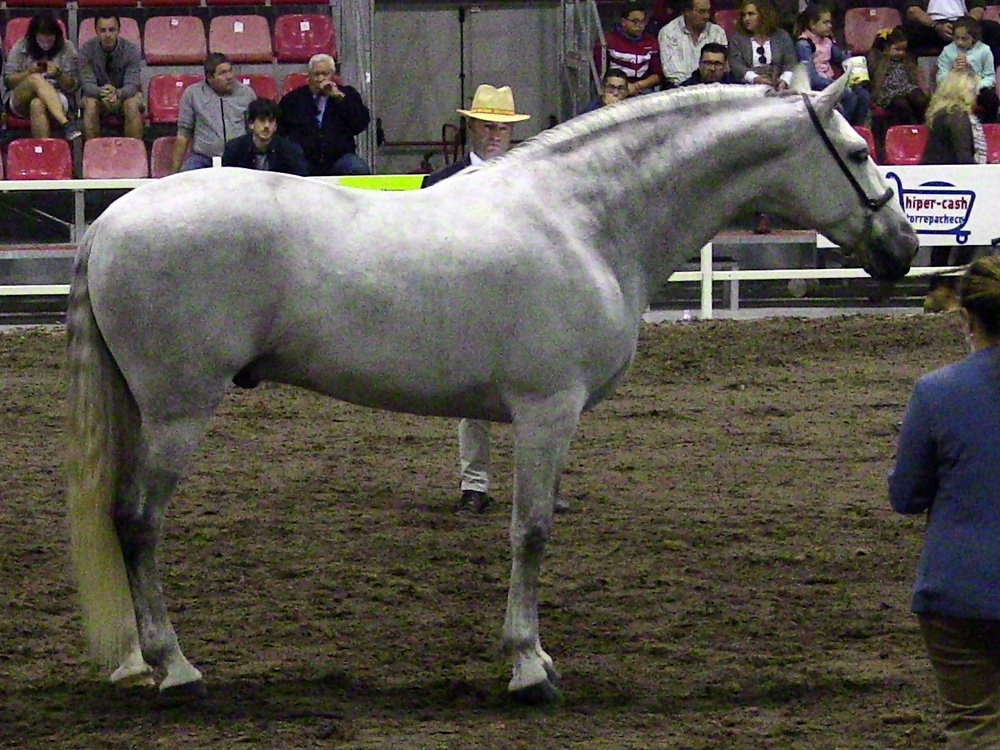 anccepre's tweet photo. Resultados de EQUIMUR XXIV, Torre- Pacheco (Murcia):
Campeón del concurso, LLANERO DE MARTET, propiedad y criado por @Yeguadamartet
➡️https://t.co/l3zTAzzG43
#CaballosPRE #CaballoEspañol #PuraRazaEspañola #morfologico #Equimur https://t.co/STYrr5GgrM
