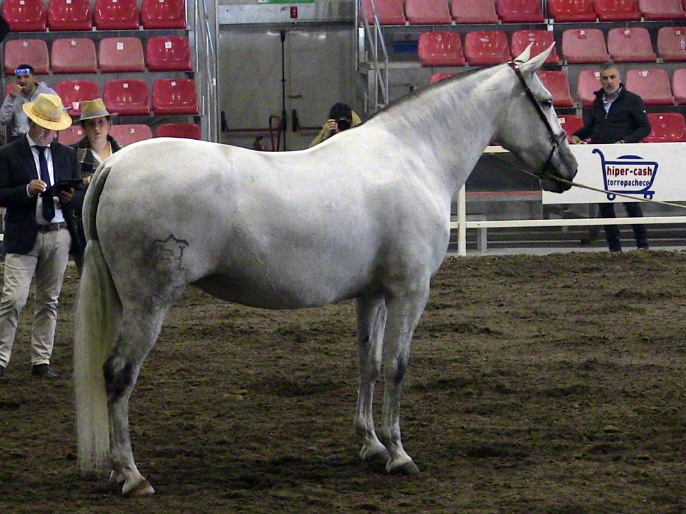 anccepre's tweet photo. Resultados de EQUIMUR XXIV, Torre- Pacheco (Murcia):
Campeona del concurso, SOLITARIA XXXIII, propiedad de @yeguadatrujillo y criado por Huerto Gaena, S.A. (Badía Hermanos).
➡️https://t.co/l3zTAzi5cv
#CaballosPRE #CaballoEspañol #PuraRazaEspañola #morfologico #Equimur https://t.co/9pFAckxowZ