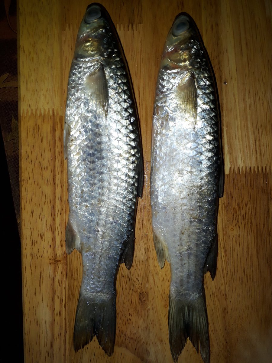 cookingaddictn's tweet photo. Mullet fish is locally known as shevto in Goa. This fish is known for its delicious flavour and nutritive value. Sour and spicy curry (Ambot tik) is one of the favourite curry which goans prefer for their lunch or dinner.
https://t.co/bCdZZjSEYK https://t.co/DHgEyux0Up