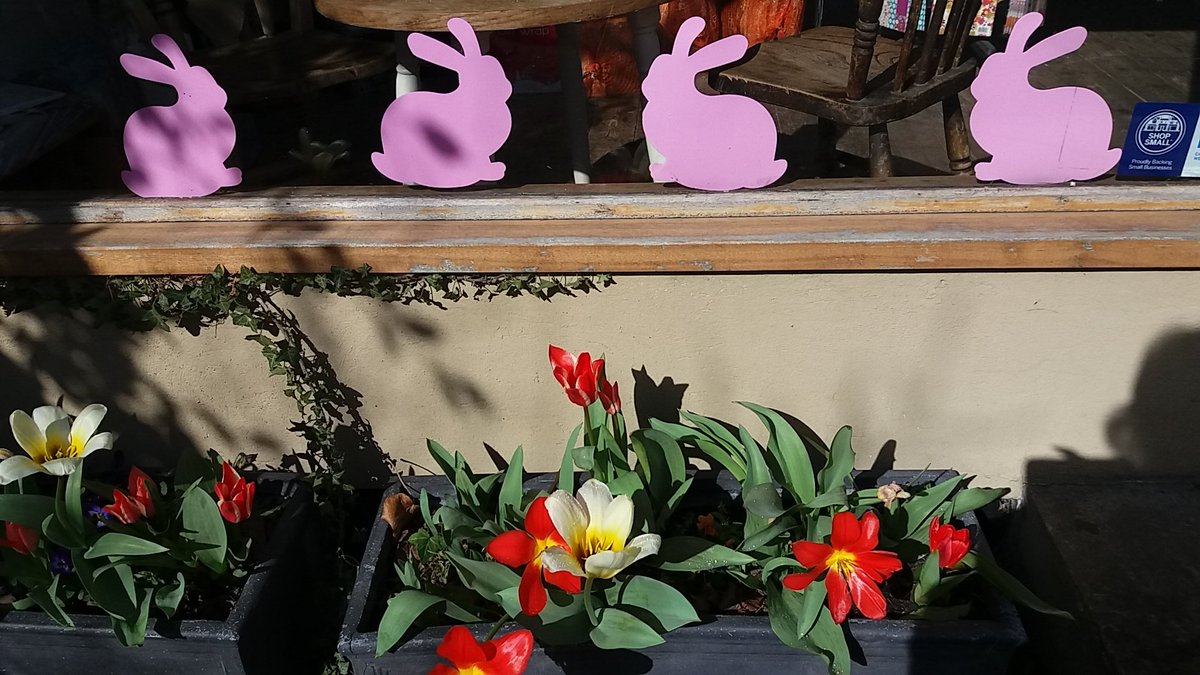Morning. Tulips in the flower troughs, pink rabbits in the window.