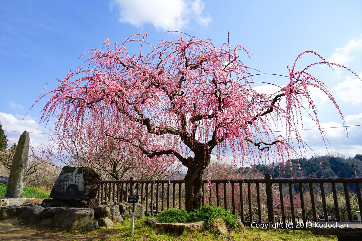 Kudochan 月ヶ瀬梅林 梅林公園 色んな梅の品種を見る事が出来ました 梅の花 梅まつり 月ヶ瀬梅林 Kudochan 月ヶ瀬梅林 梅林公園 色んな梅の品種を見る事が出来ました 梅の花 梅まつり 月ヶ瀬梅林