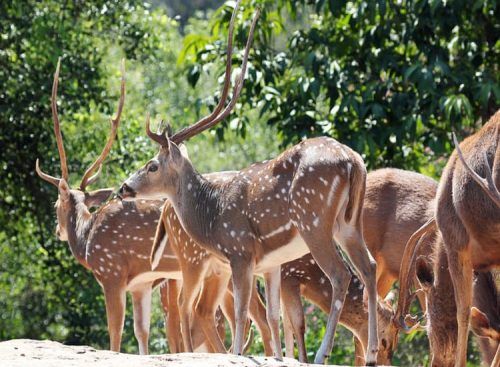 jace_0003's tweet photo. #Kalatop Wildlife Sanctuary is one of the most famous wildlife sanctuaries in #HimachalPradesh and is situated between #Dalhousie and #Khajjiar.
#himachalpradeshwildlife
#dalhousie
#HimachalNews 
#Himachal https://t.co/cDGaInIf6Q