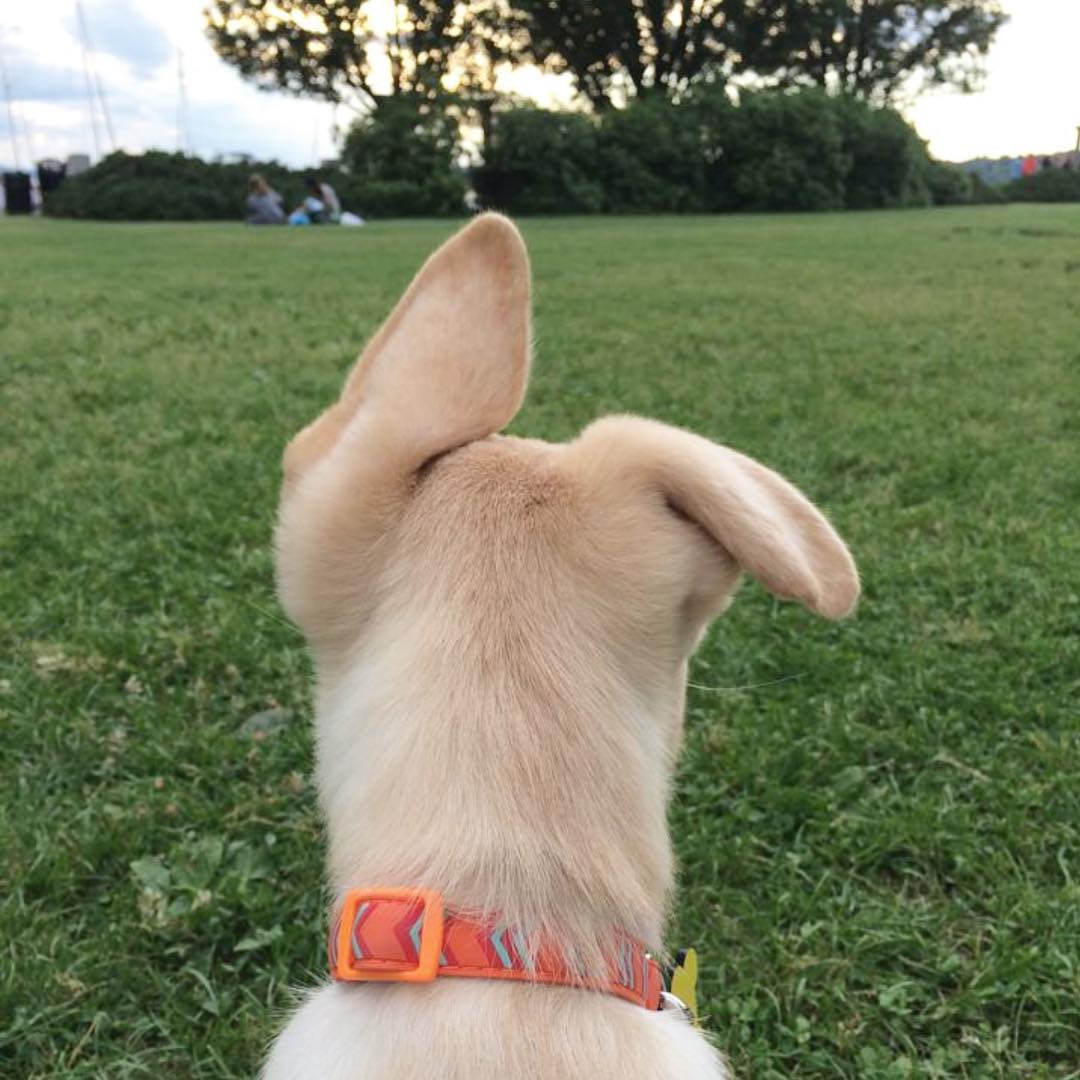 Did someone say it's the weekend?! 😍 🐶:willardsworld