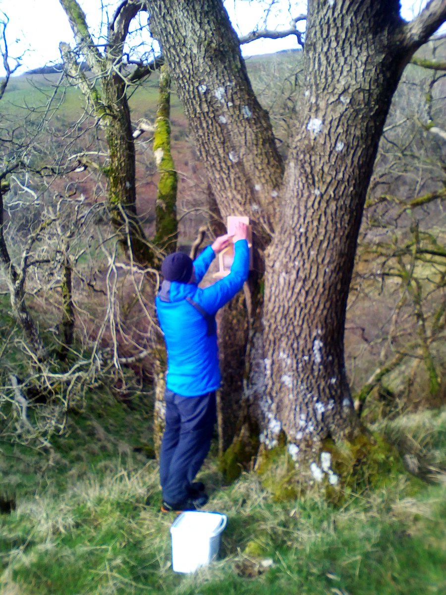 su_hall's tweet photo. Out with OH yesterday as he did his  @ScotSquirrels survey.  Looking after our beautiful red squirrels here in SWScotland #LoveDandG https://t.co/QUB6qwdAqx