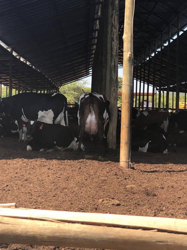 Botswana Investment and Trade Centre tweet media