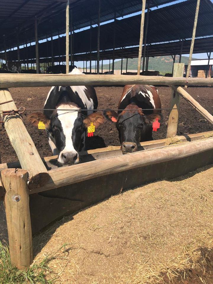 Botswana Investment and Trade Centre tweet media