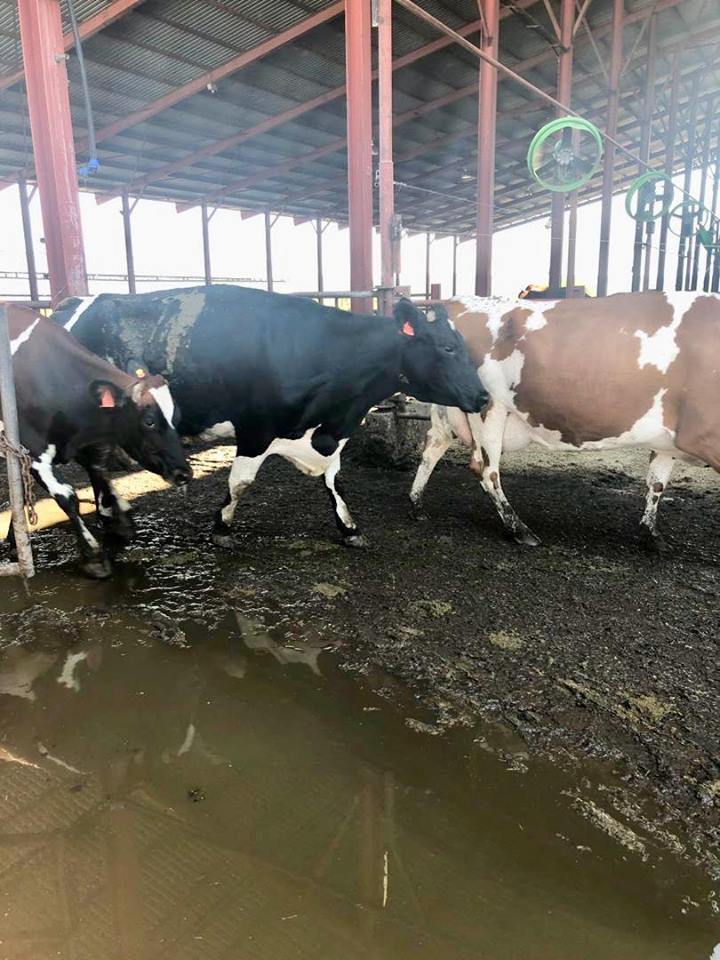 Botswana Investment and Trade Centre tweet media