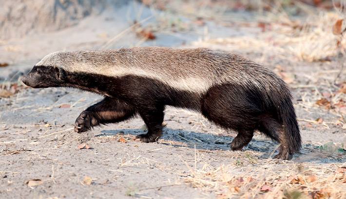 MwananchiNews's tweet photo. KWA TAARIFA YAKO: Nyegere (Honey badger) ndiye mnyama ambaye haogopi kitu chochote https://t.co/0x56ZLA2ht