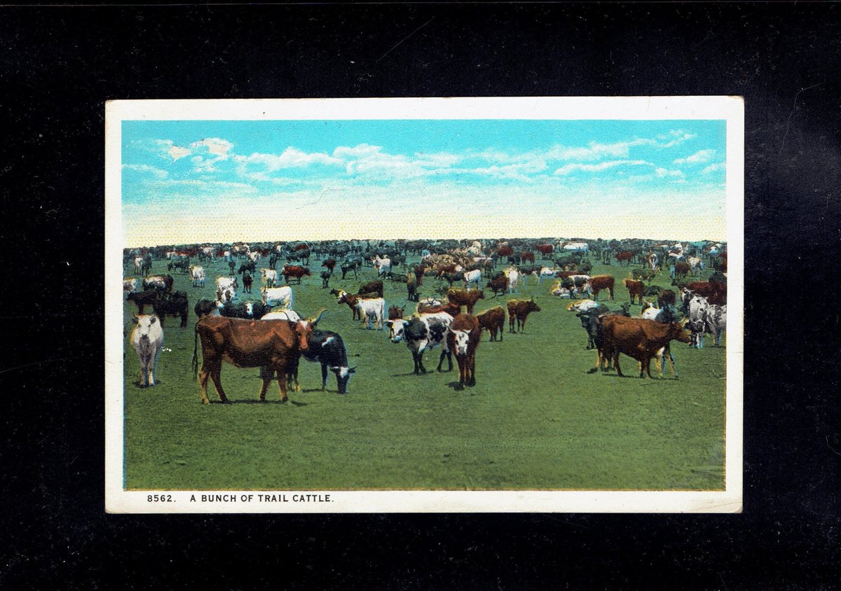 westfourthblvd's tweet image. A Bunch of Trail Cattle CT American Art Postcard pc162 tuppu.net/a5bcdb5e #VicsStamps #Etsy #MyNewTag
