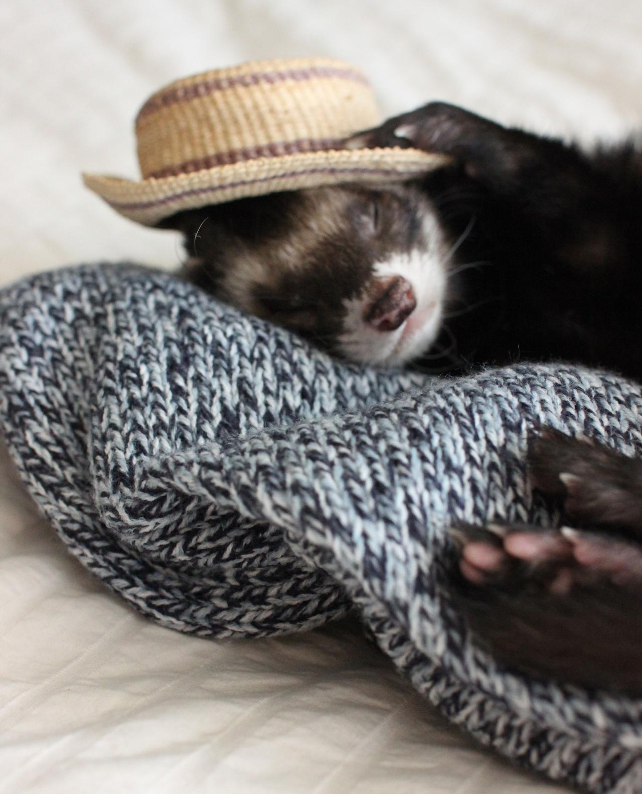 ferret hat