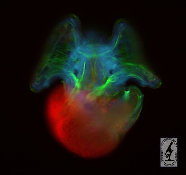 AMS_Micros's tweet image. Celebrating #MolluscMonday with this beautiful veliger larva of the snail Crepidula fornicata. Epifluorescence microscopy. Credit: Andreas Hejnol, the 2007 winner of the #Buchsbaum Competition in the Color Division.