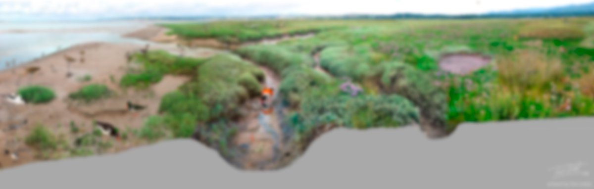 We’re starting a thread to highlight the ecology of salt marshes, and how they benefit human  #wellbeing. We’ll start the journey from the low marsh and we’ll move upwards until we finally uncover the full  #saltmarsh  #marshSTEM  #Teamsaltmarsh