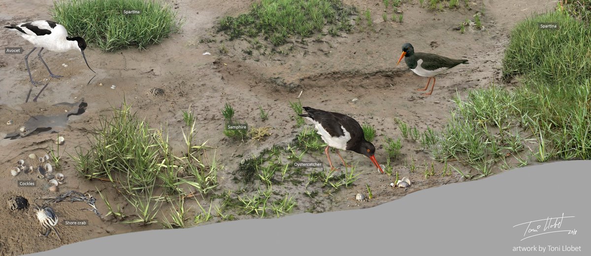 At the level reached by neap tides (between new and full moon), sparse cordgrass (Spartina) patches mark the transition between  #mudflats & the  #saltmarsh. Many invertebrates live within the sediment here & birds of all kinds have a feast at low tide.  #marshSTEM  #TeamSaltmarsh
