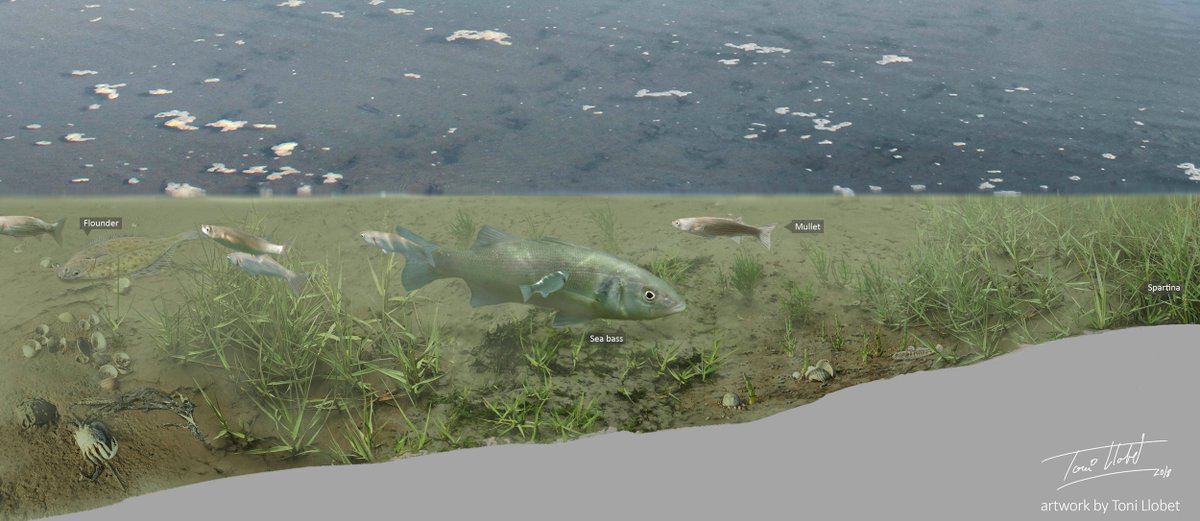 Many commercially important fish species use  #saltmarsh as nursery areas or for shelter during high tides, such as seabass&mullets. People enjoy foraging for wild food such as samphire or cockles in  #mudflats and  #saltmarsh. This can contribute to their  #wellbeing  @LizUnderwater