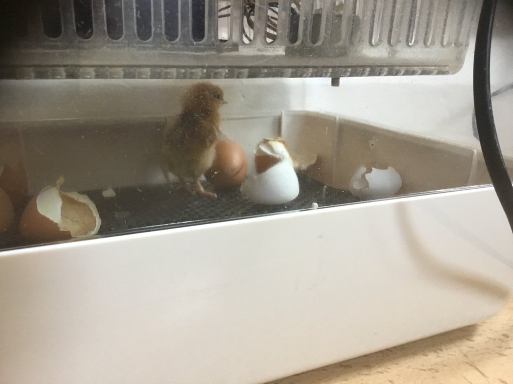 HolyFamilyL8_FS's tweet image. Our prayers were answered... chick 7 hatched during Saturday  night at Miss McGhee’s house! #goodthingscometothosewhowait