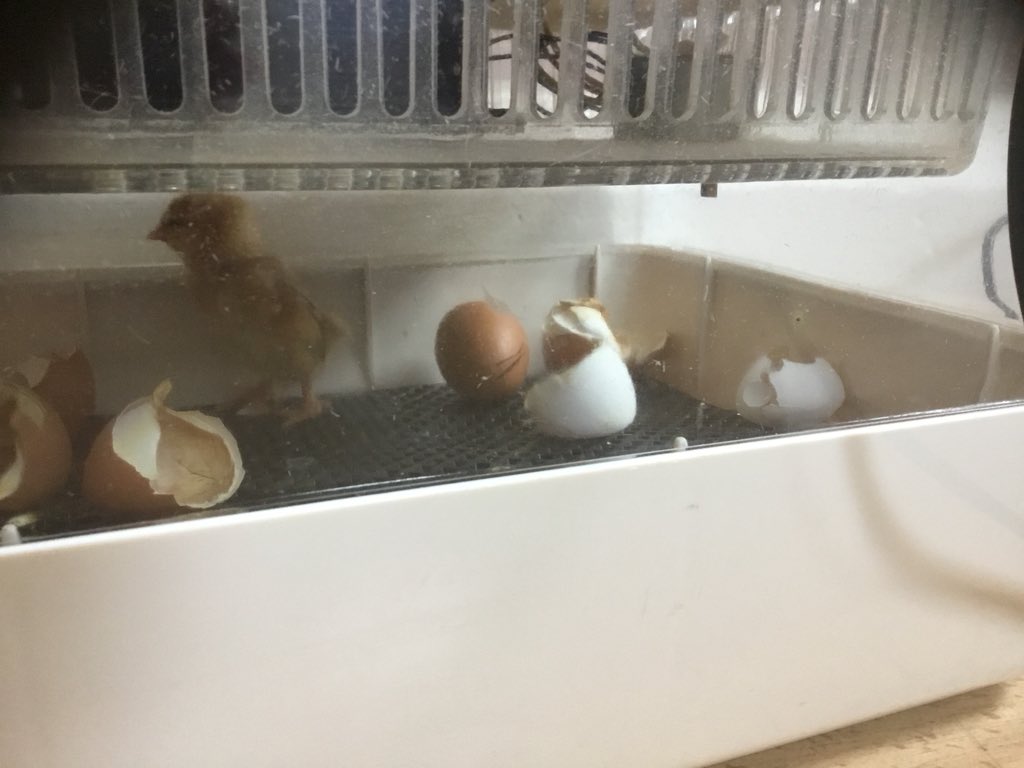 HolyFamilyL8_FS's tweet image. Our prayers were answered... chick 7 hatched during Saturday  night at Miss McGhee’s house! #goodthingscometothosewhowait