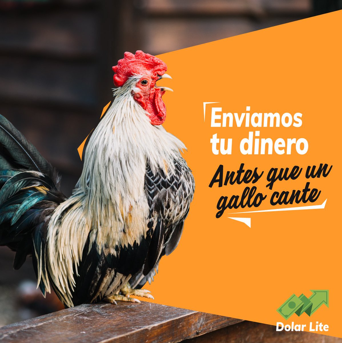 Dolarlite_'s tweet photo. ¿Necesita enviar tu remesa rápido? 
    
Solo tienes que contactarnos a nuestro Whatsapp 📱 +58 424-267.97.61.
.
.
.
#Dolarlite #Remesas https://t.co/XW5tSUDDjn