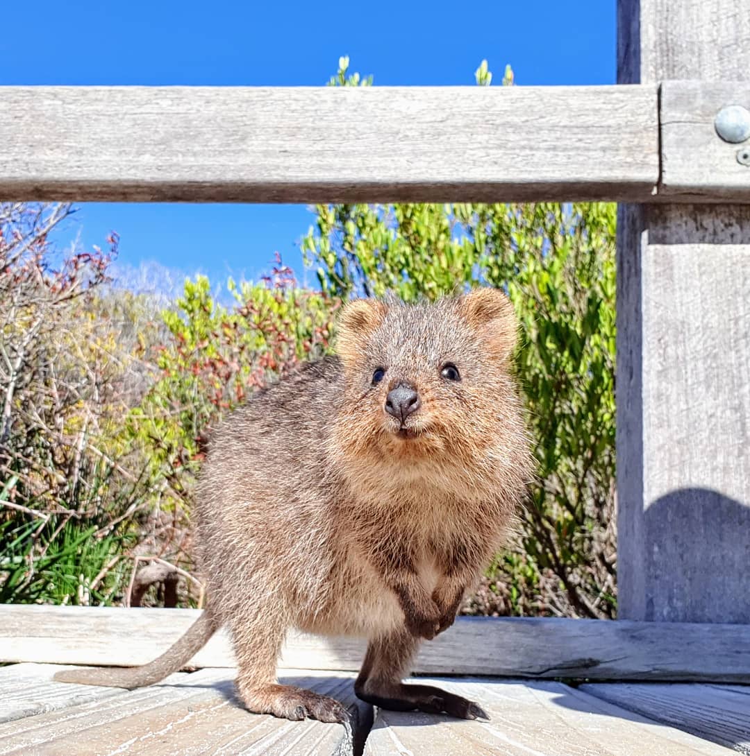 #Happyquokkamonday from this little guy enjoying the sunshine on #rottnestisland Image: bethebam (IG)