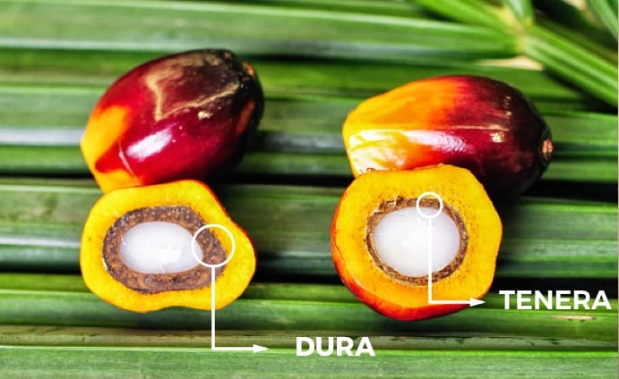 ekosbs's tweet image. Tips for Choosing PKS bit.ly/2W5rZzJ #bioeconomy #palmkernelshell #palmoil