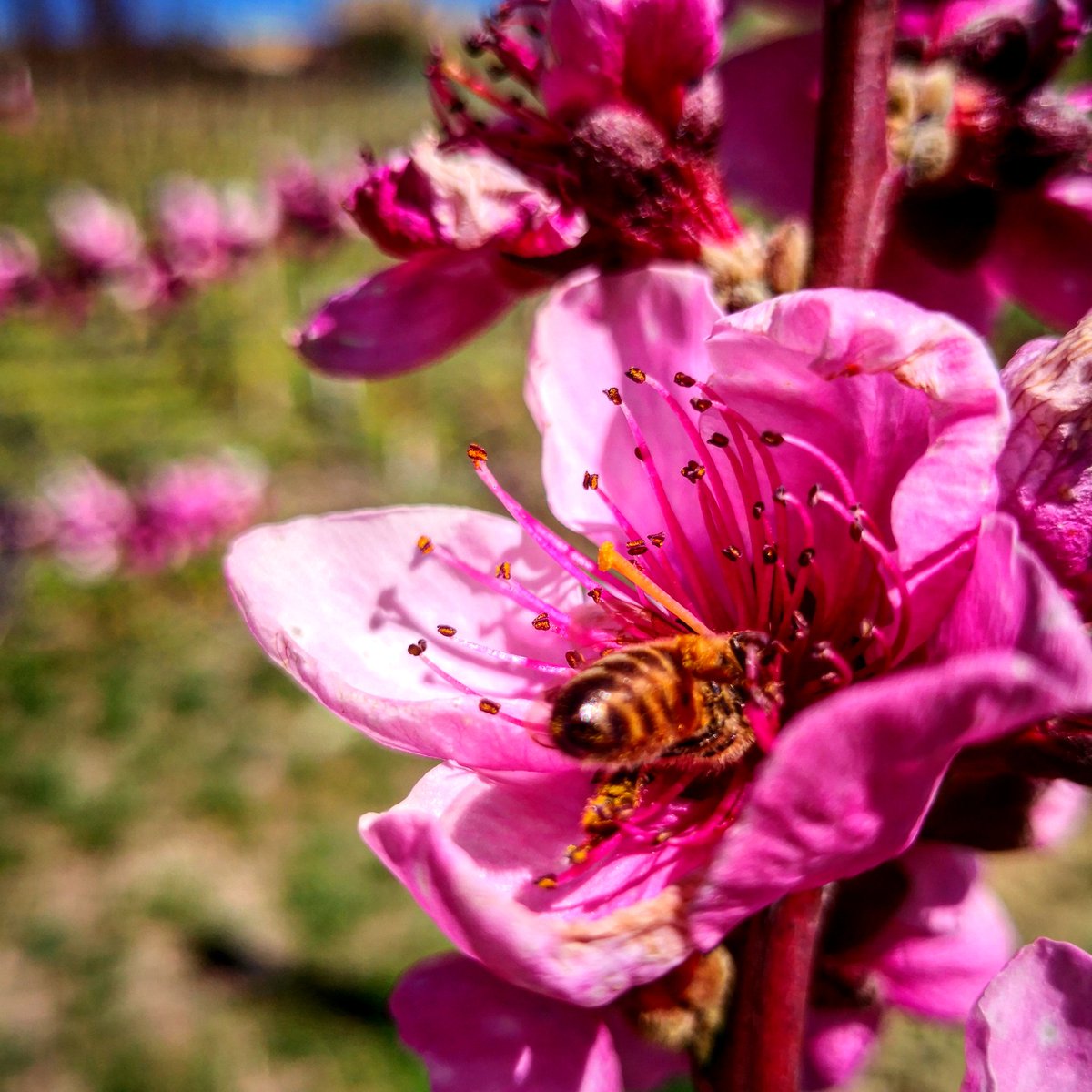 Total #spring #instalanghetti #ig_cuneo #ig_piemonte #wine #pesco #bee #ape #flowers #volgocuneo #volgopiemonte #cool #soridellapezzea #loves_united_cuneo #nofilters