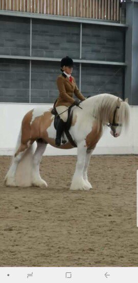 galloping geldings tweet media
