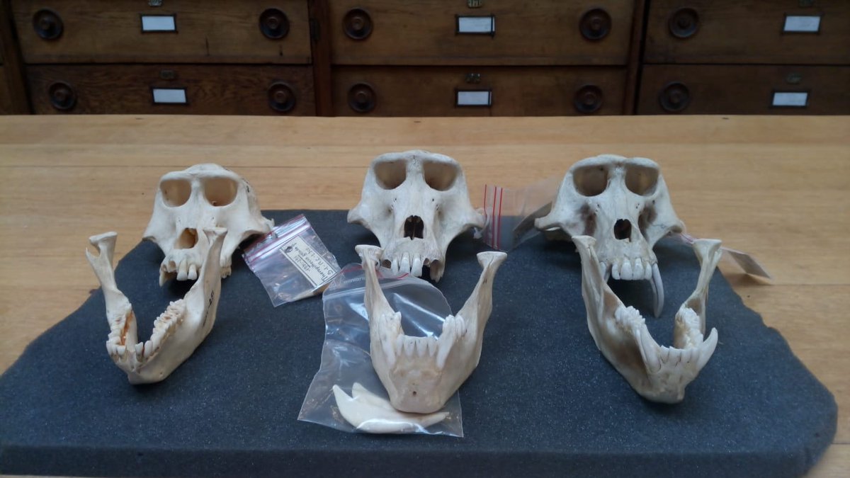 paleobaboon's tweet photo. We return to the superb Muséum nationale d'Histoire naturelle of Paris (@Le_Museum) to scan the skulls of Theropithecus gelada.
#paleobaboon #theropithecus #gelada #baboon #papio @lauranthropus @UABBarcelona @UniBarcelona @Biociencies_UAB @BiologiaUB @AntroBiologica https://t.co/BrxF9rgKLF
