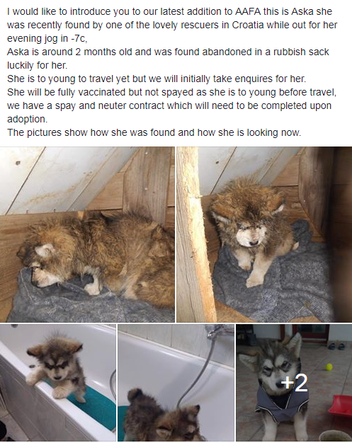 Action Aid for Animals tweet media