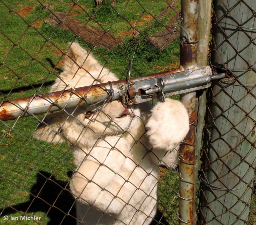 GreenGirlAfrica's tweet photo. NEWS: @environmentza rejects its Portfolio Committee’s Resolution to end the Captive Breeding of Lions industry. 227 breeding facilities inspected by DEA nearly 40% (88 facilities) were non-compliant with TOPS and many were trading with expired permits. https://t.co/qIjz5ojq7k https://t.co/odHdYaDgrn