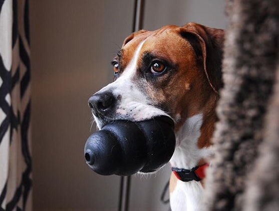 Sam_the_Boxer's tweet photo. Have you ever tried peanut butter in your kong? It’s the best. https://t.co/Gwk0ZvnboT