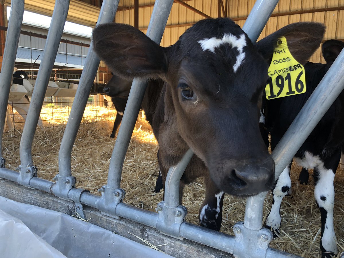 DerekBlueRiver's tweet photo. Awesome time last week seeing the little calves @ChicoState &amp; then watching the big cows 🐮 line up to be milked at 5 o’clock! #organicdairy #milklife 🐄 https://t.co/8jK72LC1ul