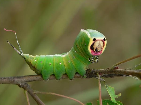 Did you know that the caterpillar of the Puss Moth can shoot acid out of its bottom? #MothsMatter

butterfly-conservation.org/moths/why-moth…