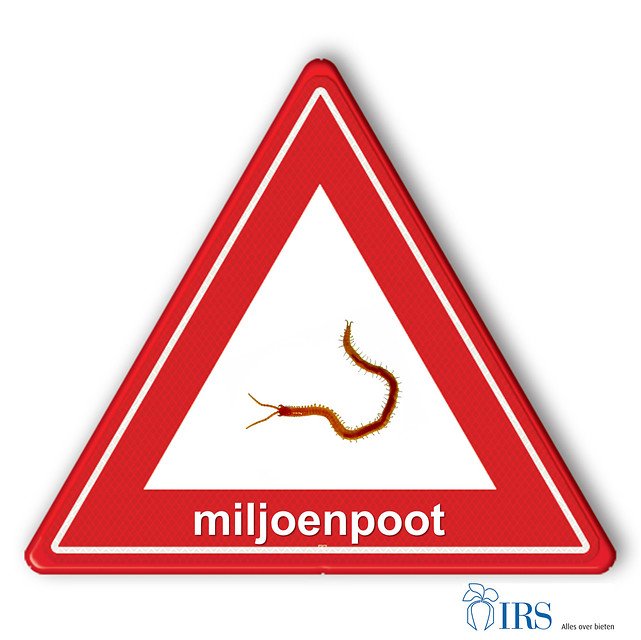 IRS_suikerbiet's tweet photo. Insectenschade voorkomen in 2019: miljoenpoten. Vaststellen van miljoenpoten is mogelijk door grond van het perceel te verzamelen en op te spoelen in een emmer met water. Schade aan wortels en hypocotyl is te beperken door pillenzaad met Force te zaaien https://t.co/fzJtg0JvQX https://t.co/tklJ64ctkn