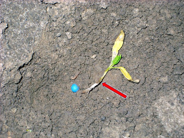 IRS_suikerbiet's tweet photo. Insectenschade voorkomen in 2019: miljoenpoten. Vaststellen van miljoenpoten is mogelijk door grond van het perceel te verzamelen en op te spoelen in een emmer met water. Schade aan wortels en hypocotyl is te beperken door pillenzaad met Force te zaaien https://t.co/fzJtg0JvQX https://t.co/tklJ64ctkn