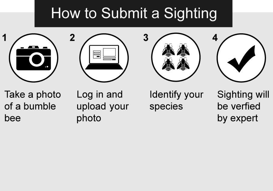 xercessociety's tweet photo. Want an easy way to contribute to important bumble bee research, that anyone can do? It's not too good to be true! All you have to do is snap a photo, note your location, and submit to @bumblebeewatch. More information: https://t.co/V0FXJI3hRv https://t.co/U6fCvfo9Y6