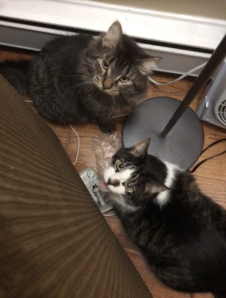 cicirace's tweet photo. let’s start a cat thread! add pics of your kitties 🐱 here are my babies https://t.co/2twNJFgbQS